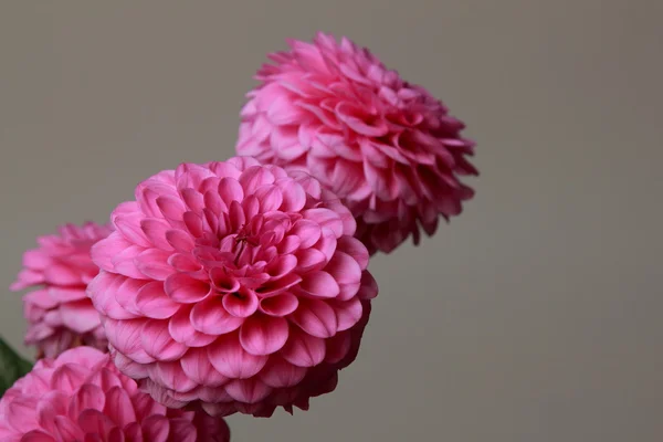 Pink dahlia — Stock Photo, Image