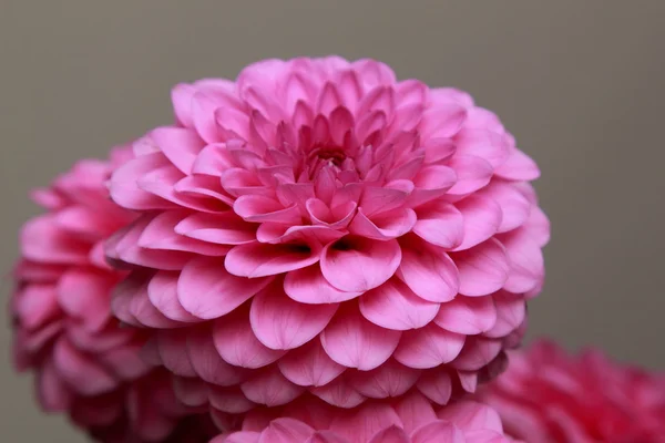 Pink dahlias — Stock Photo, Image