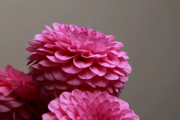 Pink dahlias — Stock Photo, Image