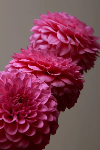 Pink dahlias — Stock Photo, Image