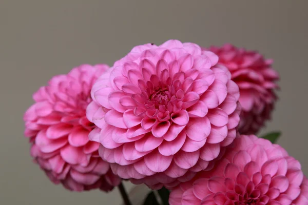 Pink dahlias — Stock Photo, Image