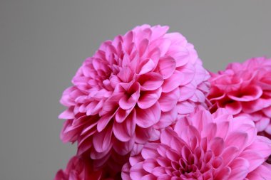 doğal pembe dahlias