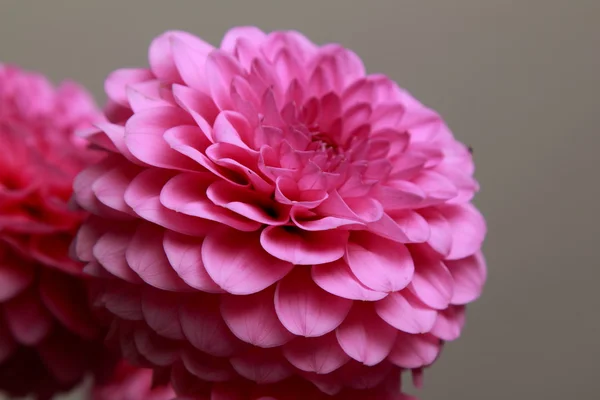 Dalia rosa — Foto de Stock