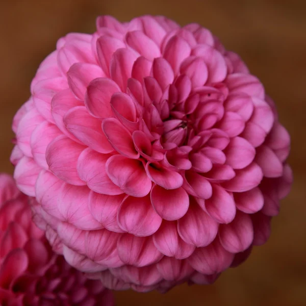 Natural pink dahlias — Stock Photo, Image