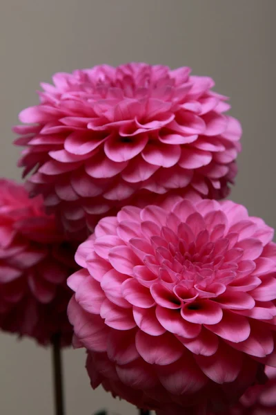 Dahlia merah muda — Stok Foto