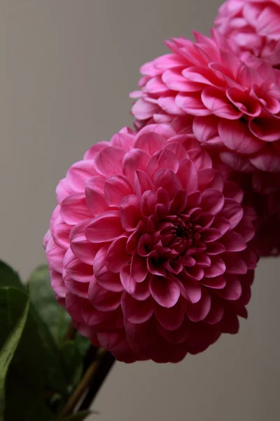 Pink dahlias — Stock Photo, Image