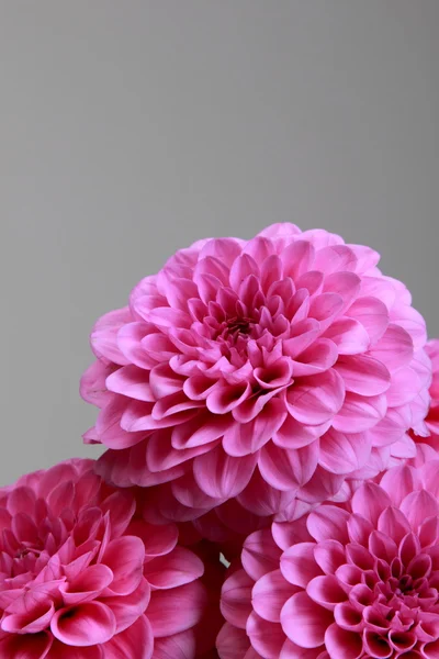 Dalia rosa — Foto de Stock