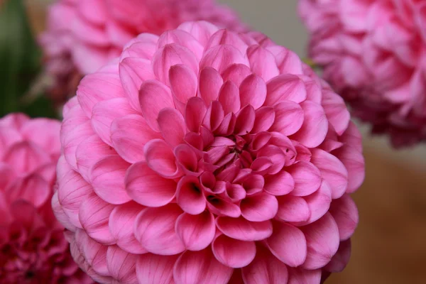 Pink dahlias — Stock Photo, Image