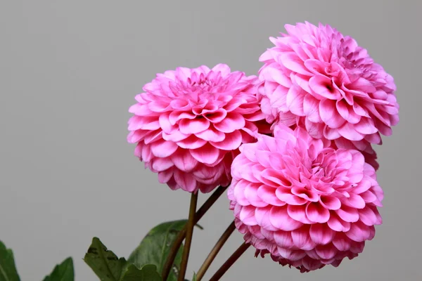 Pink dahlia — Stock Photo, Image