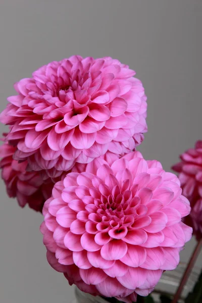 Pink dahlia — Stock Photo, Image