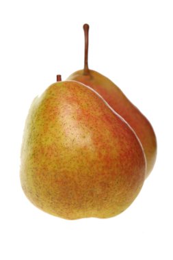 armutlar beyaz arkaplanda