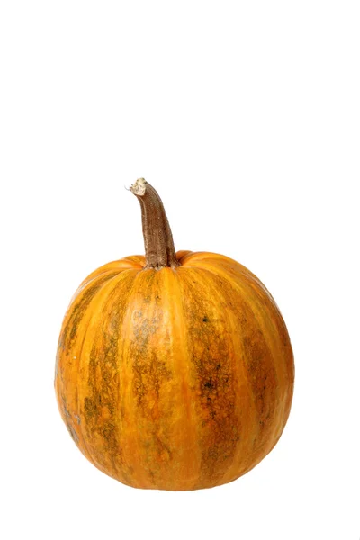 Zucca su sfondo bianco — Foto Stock