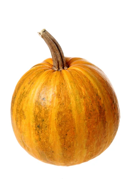 Zucca su sfondo bianco — Foto Stock