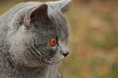Sonbahar Park İngiliz yavru kedi