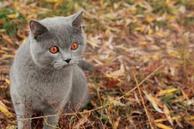 Sonbahar Park İngiliz yavru kedi