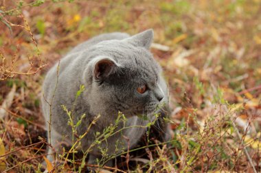 Sonbahar Park İngiliz yavru kedi