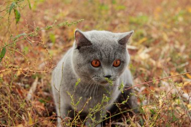 Sonbahar Park İngiliz yavru kedi