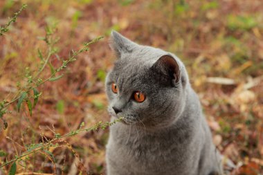 Sonbahar Park İngiliz yavru kedi