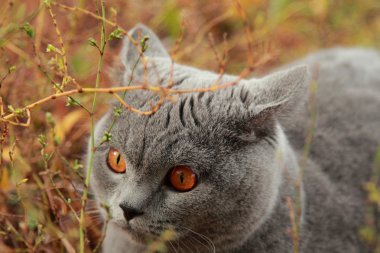 Sonbahar Park İngiliz yavru kedi