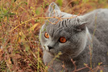Sonbahar Park İngiliz yavru kedi