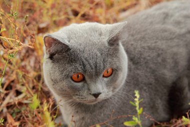 Sonbahar Park İngiliz yavru kedi