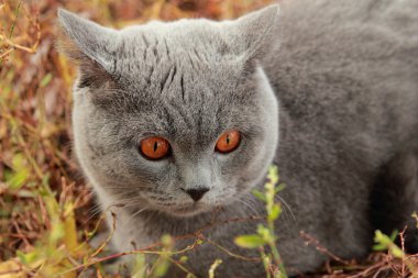 Sonbahar Park İngiliz yavru kedi