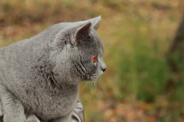 Gattino britannico nel parco autunnale — Foto Stock