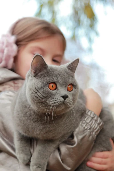 Girl holding british cat at autumn park — Stock Photo, Image