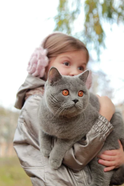 Chica sosteniendo gato británico en otoño parque —  Fotos de Stock