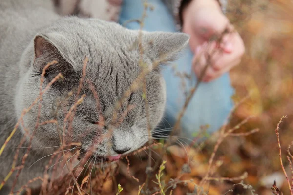 Flicka anläggning brittiska katt på hösten park — Stockfoto
