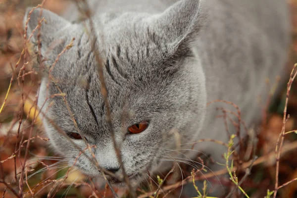 Sonbahar Park İngiliz yavru kedi — Stok fotoğraf