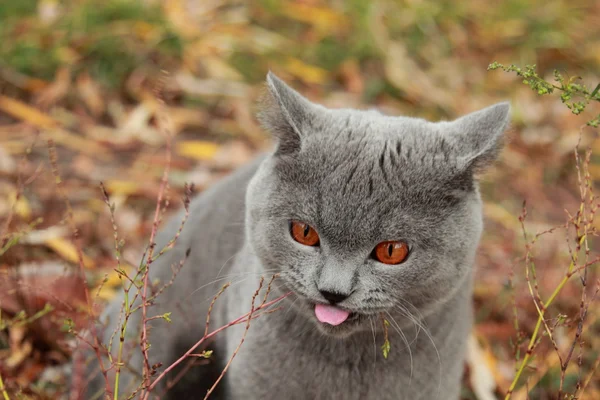 英国小猫在秋天的公园 — 图库照片