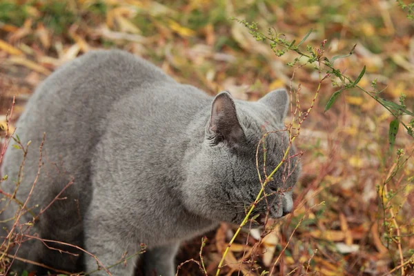 Britisches Kätzchen im Herbstpark — Stockfoto