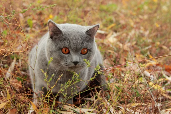 Gatito británico en el parque de otoño — Foto de Stock