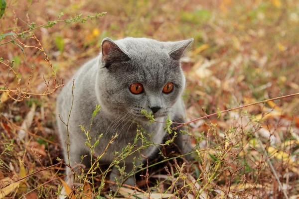 British kitten in autumn park — Stock Photo, Image