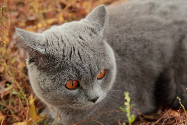 Gatito británico en el parque de otoño —  Fotos de Stock