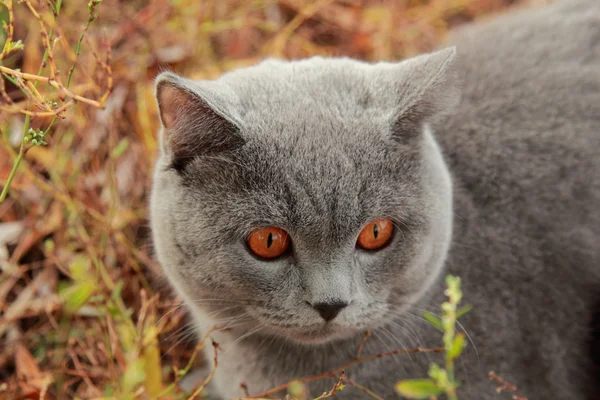 Британский котёнок в осеннем парке — стоковое фото