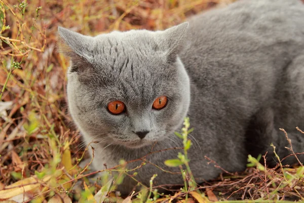 秋の公園でイギリスの子猫 — ストック写真