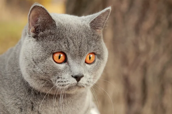 Gatinho britânico no parque de outono — Fotografia de Stock