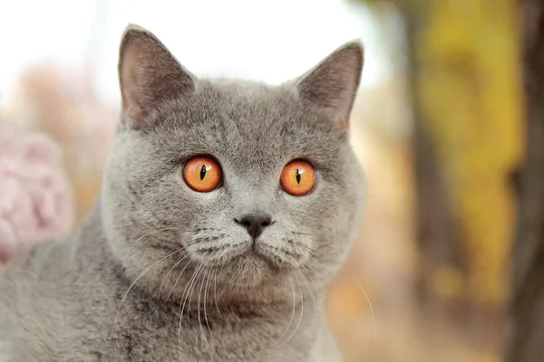 Gatinho britânico no parque de outono — Fotografia de Stock