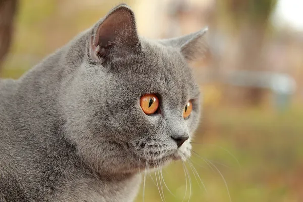 Gatito británico en el parque de otoño —  Fotos de Stock