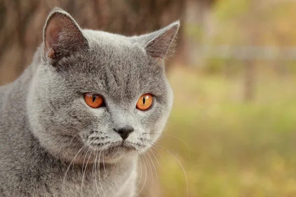 Gatinho britânico no parque de outono — Fotografia de Stock