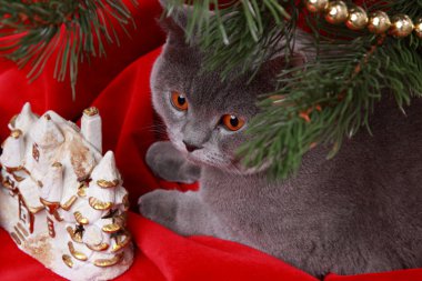 gri İngiliz kedi