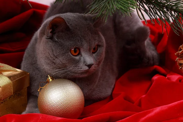 Precioso gato británico — Foto de Stock