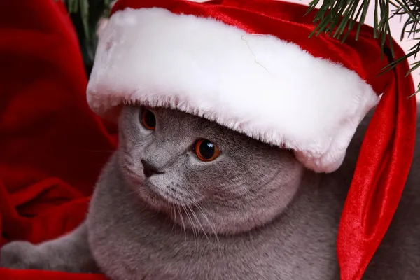 Vánoční kočka v čepici santa claus — Stock fotografie