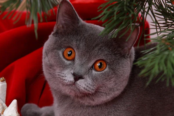 मेरी क्रिसमस पर ब्रिटिश बिल्ली — स्टॉक फ़ोटो, इमेज