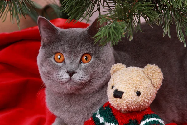 British cat and toy teddy bear — Stock Photo, Image