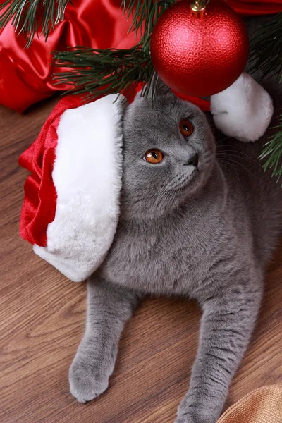 Gato bajo el árbol de Navidad — Foto de Stock