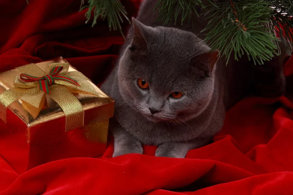 Cat investigating the decorations — Stock Photo, Image