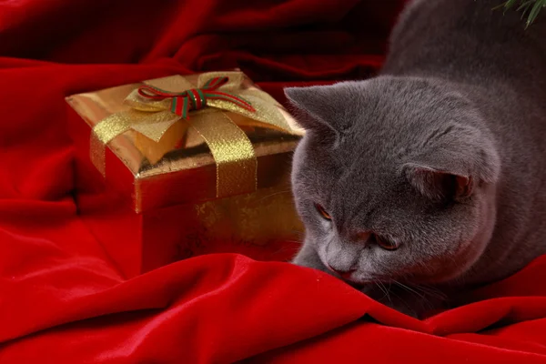 Gato investigando las decoraciones — Foto de Stock
